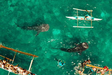 Whale Shark Watching in Oslob