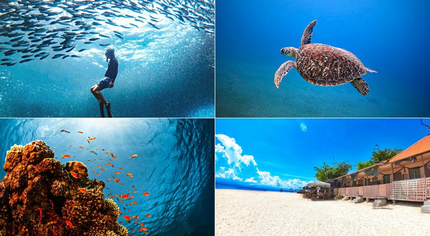 Snorkeling at Moalboal with turtle and sardines,coral +White beach