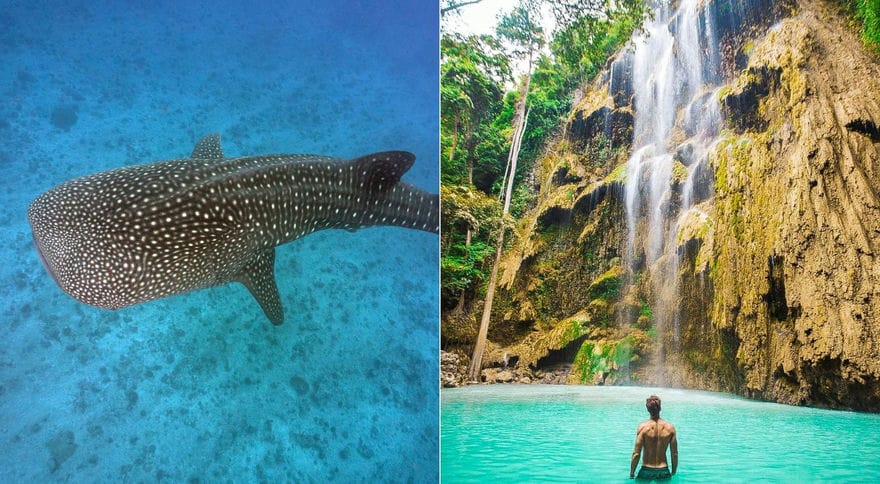Snorkeling with Whaleshark +Tumalog falls