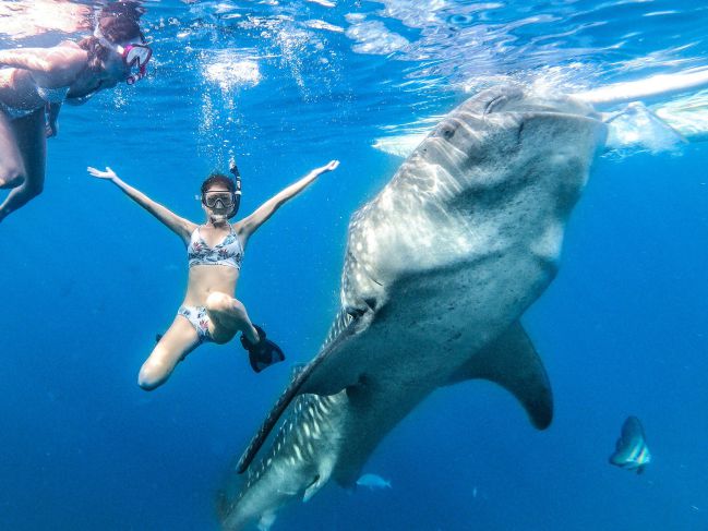 ジンベイザメと泳ぐ女性