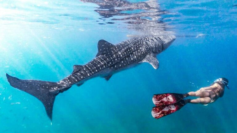 【セブ島ジンベイザメツアーとは】遭遇率99％?! 安全性や周辺の観光スポットも紹介【2022年最新】