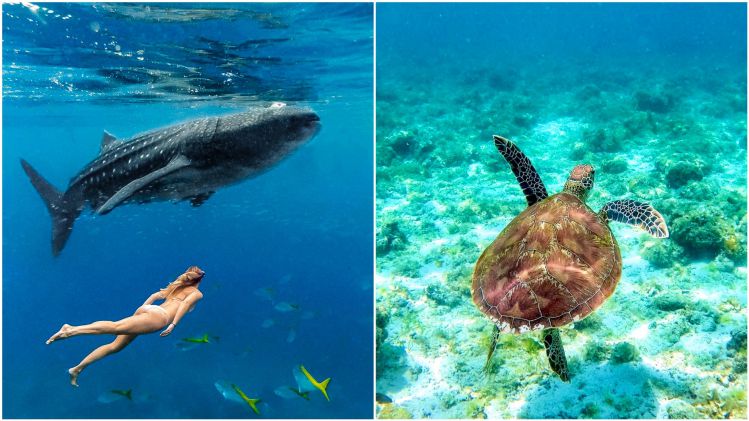 アイランドホッピングでのシュノーケリング