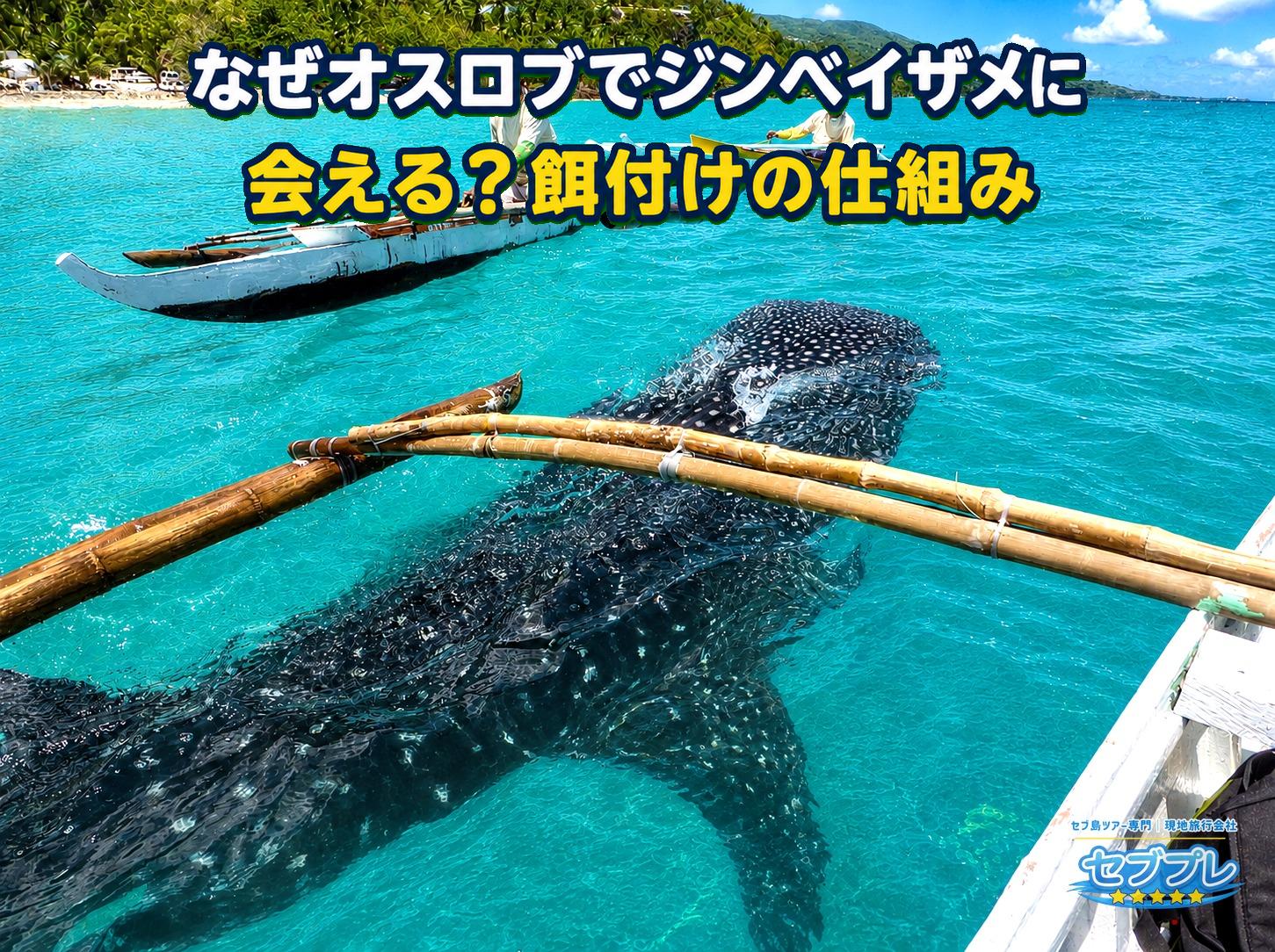 水平に泳ぐシュノーケラーの頭上後方に大型ジンベイザメ、水面付近に白い船体と船外機スクリューが同時に写る水中実写。餌付け船・ジンベイザメ・観光客が同じ海域にいる餌付けエリアの構造がわかる。
