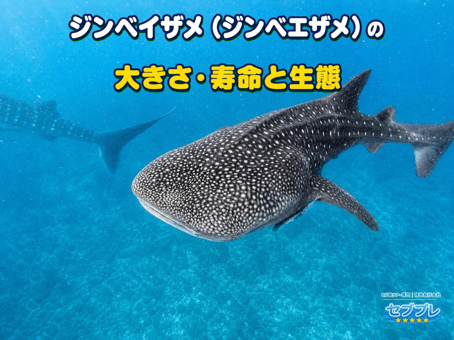 大型ジンベイザメが画面の中央右を占め、奥にもう1頭が写る水中実写。上部に広い無地の海があり、体の大きさを実感できる。
