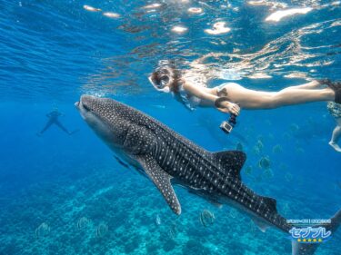水中広角でジンベイザメの頭部〜体側とアクションカメラを持つシュノーケラーが写る、ツアーの主役を一枚で伝えるヒーロー画像。