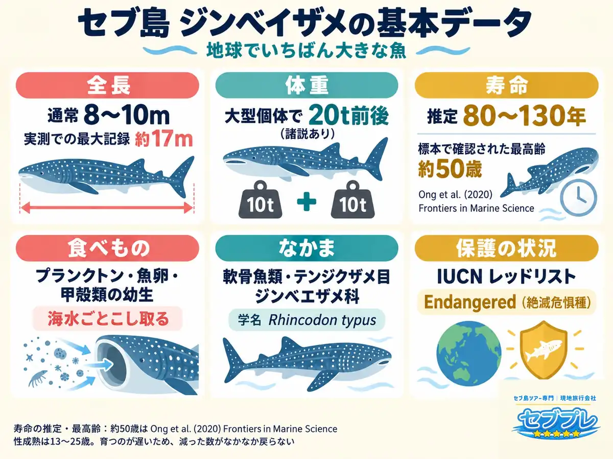 ジンベイザメの基本データ(1枚まとめ)|「ジンベイザメってどんな生き物?」に、数字だけで答える1枚。本文の基本データ表を、そのまま目で追える形にする。