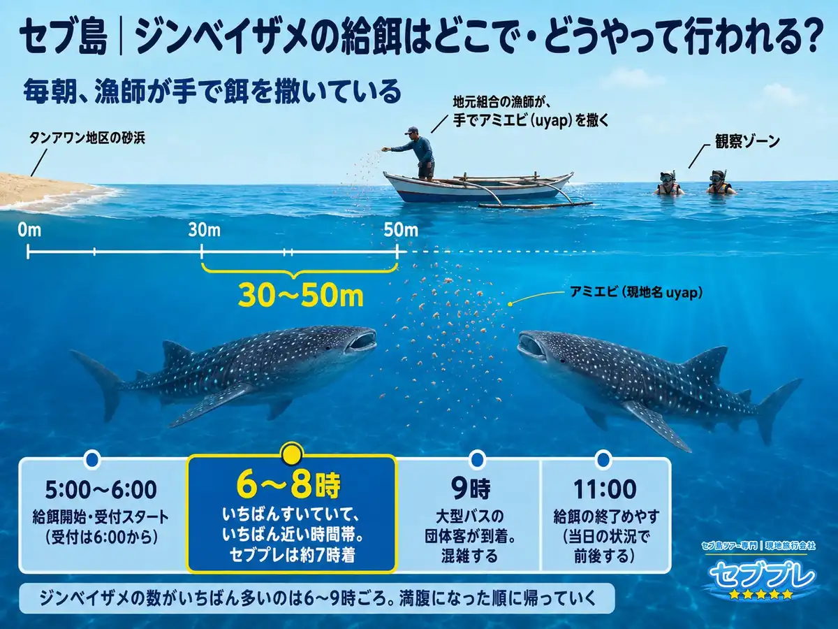 給餌はどこで・どうやって行われるか(断面図+時間帯)|「毎朝の餌付け」が具体的にどういう作業かを見せる。