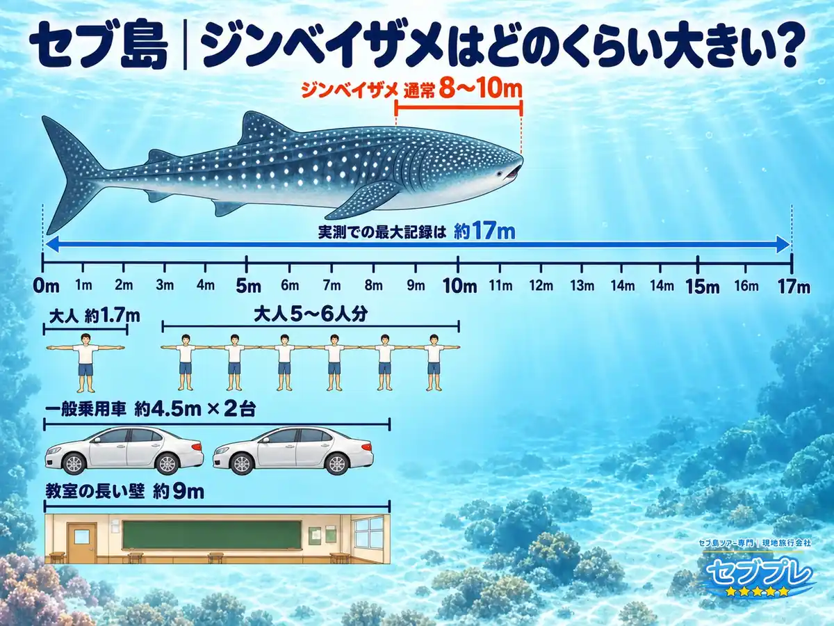 どのくらい大きい?(同じ縮尺の大きさ比較)|「8〜10m」という数字を、見慣れたものと並べて実感させる。大人が両手を広げた長さ(ほぼ身長と同じ)の5〜6人分。