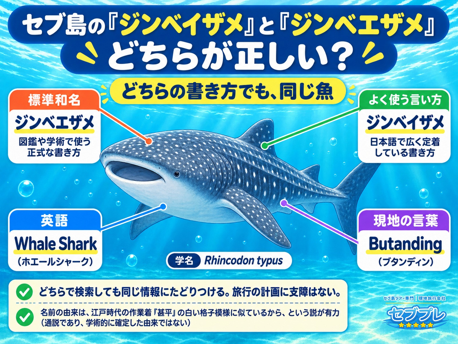 ジンベイザメとジンベエザメという2つの表記の違いと、どちらが正しい呼び方かを並べて比べた図解