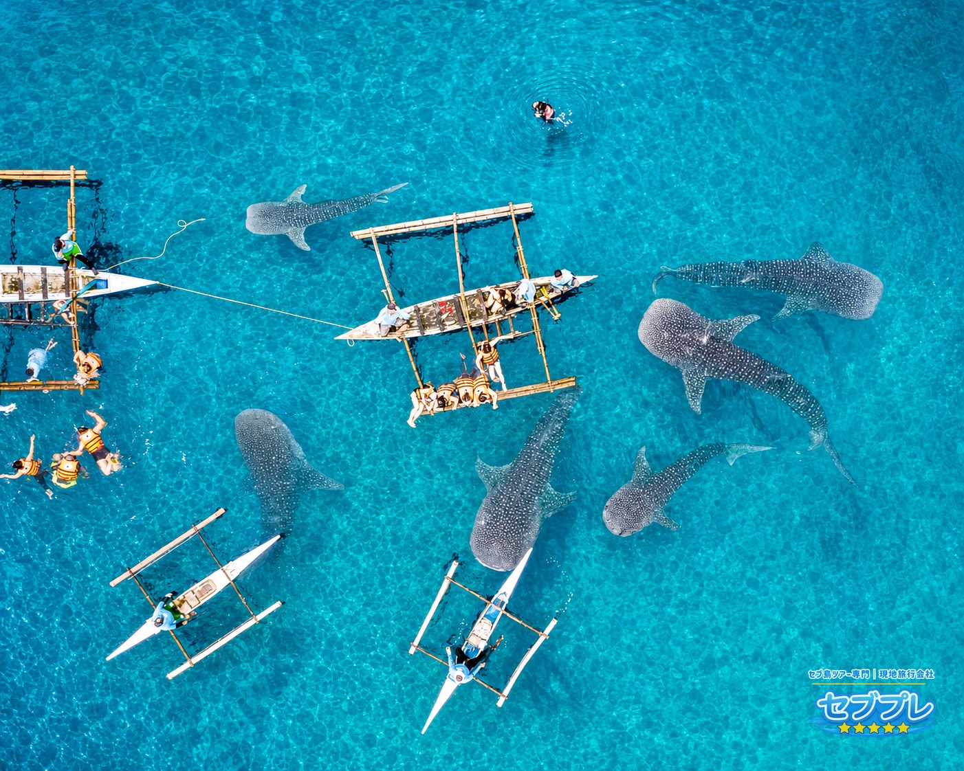 ジンベイザメの餌付けの海域を真上から見た空撮。竹の船が並び、周りをジンベイザメが泳ぐ。天候と海況で催行が決まる海の様子を見せる。