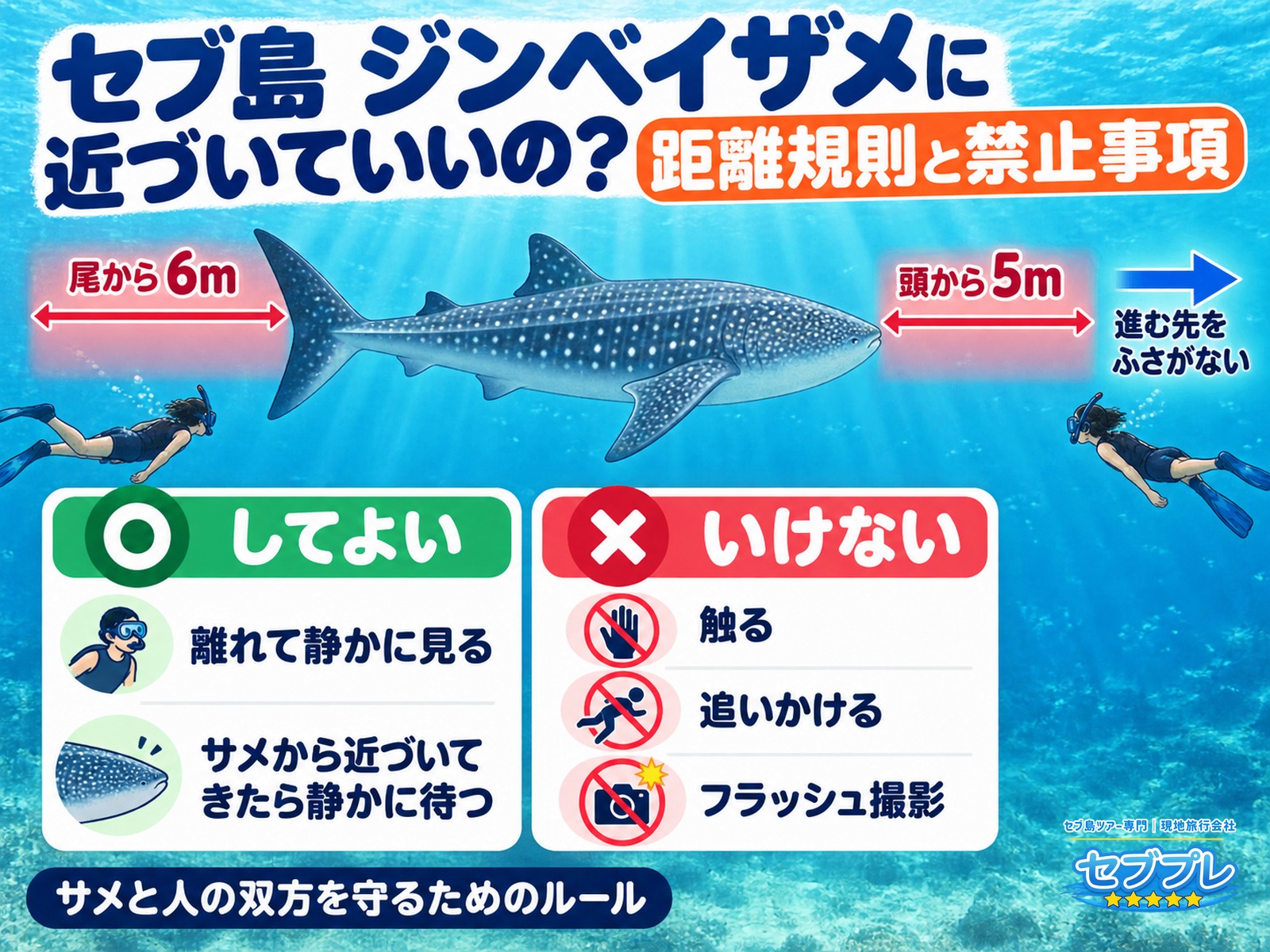 距離のきまりと禁止事項(してよい/いけない)|「どこまで近づいていいの?」に、頭から5m・尾から6mと数字で答える。触る・追う・フラッシュは禁止。