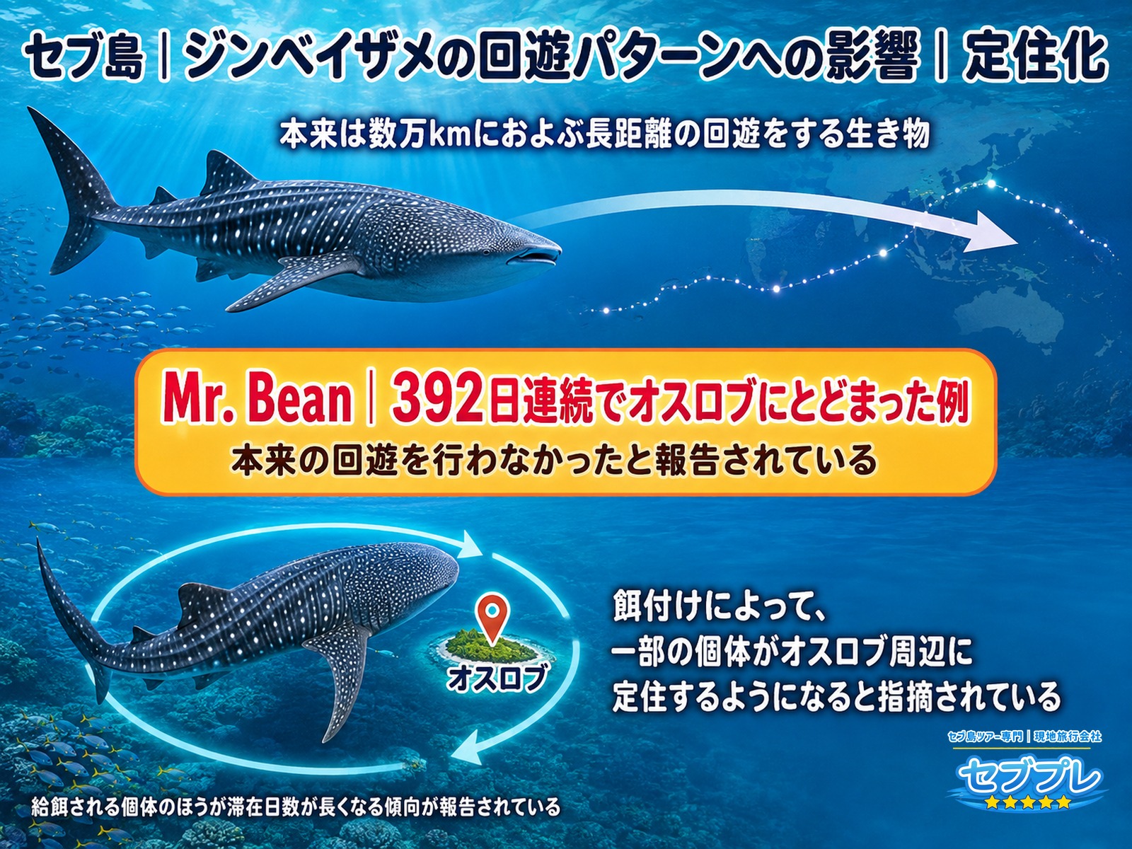 オスロブの餌付けとジンベイザメの定住化|Mr. Beanが392日連続でとどまった例|「餌付けで何が変わるの?」に、本来の回遊をやめて居着いてしまう個体がいると答える。「Mr. Bean」が392日連続。