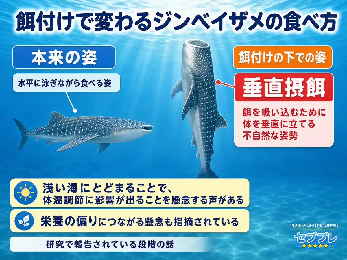 餌付けで変わるジンベイザメの食べ方|垂直摂餌と浅瀬滞在の影響|「餌の取り方も変わるの?」に、体を垂直に立てる不自然な姿勢になると答える。姿勢の絵1枚で「不自然さ」が一目で分かる。
