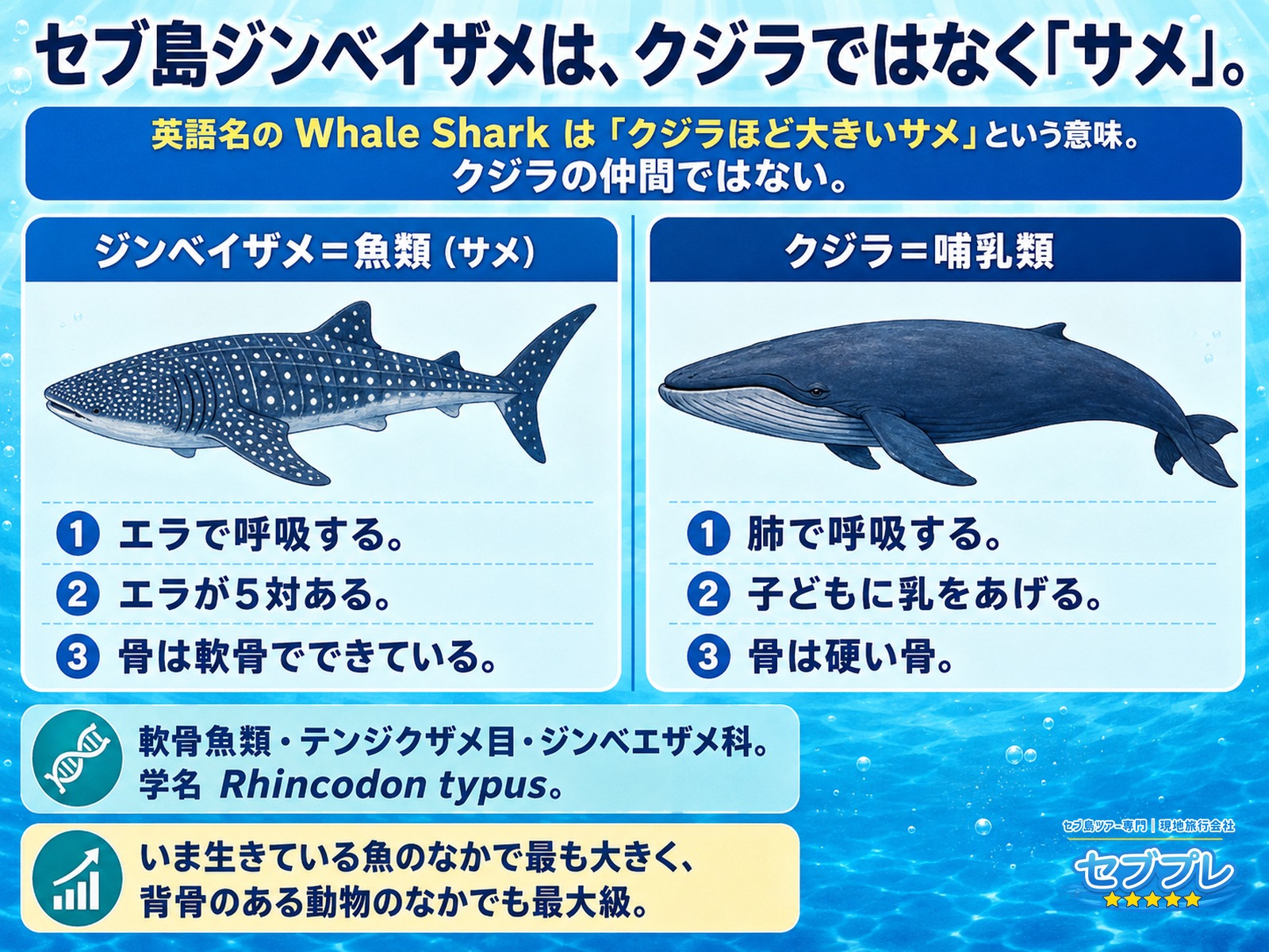 クジラではなく「サメ」(左右の比べ図)|英名 Whale Shark(ホエールシャーク)のせいで生まれる誤解を1枚で解く。「whale」は大きさのたとえで、ジンベイザメは魚(サメ)。