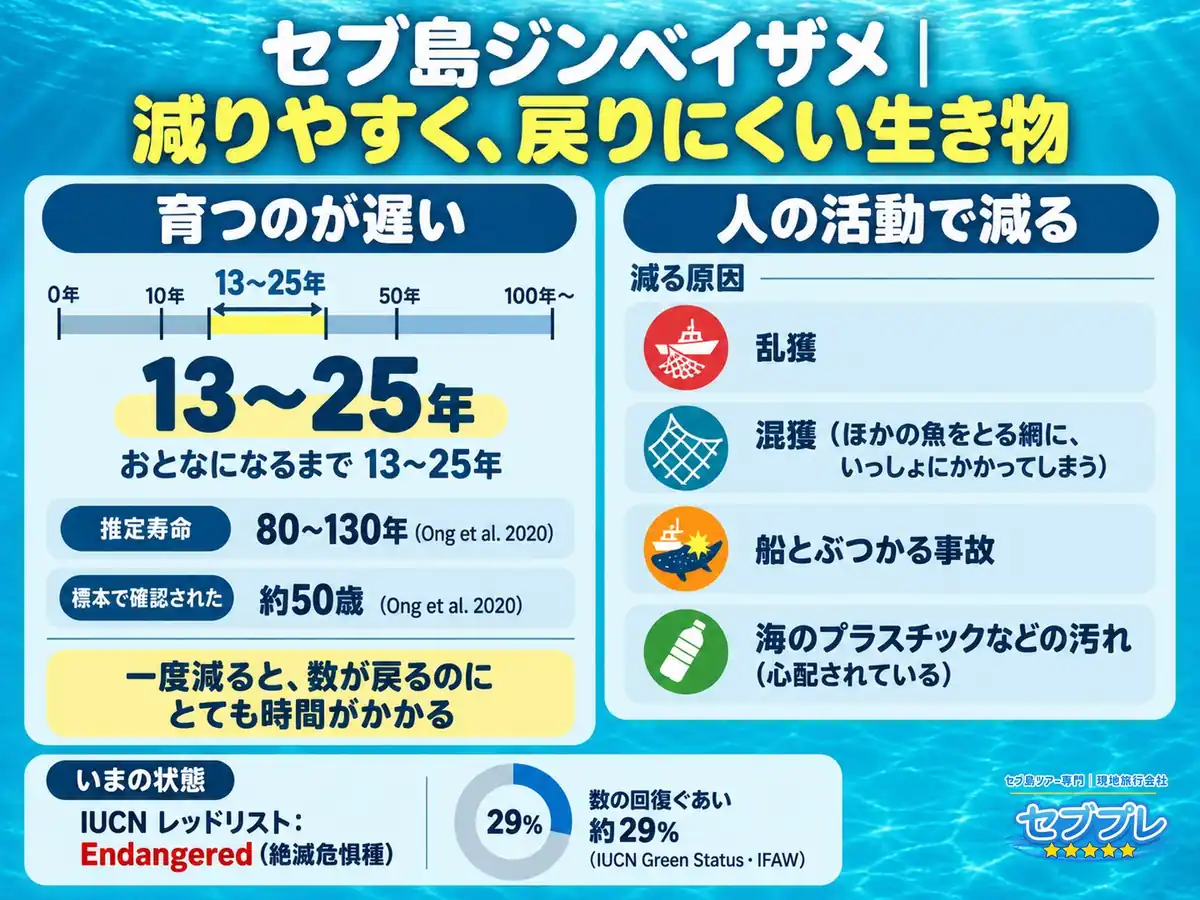 なぜ絶滅危惧種なのか(育つ速さと脅威)|「数が減っている」の理由を2つに分けて見せる。育つのが遅い(13〜25歳で成熟)/人の活動で減る。