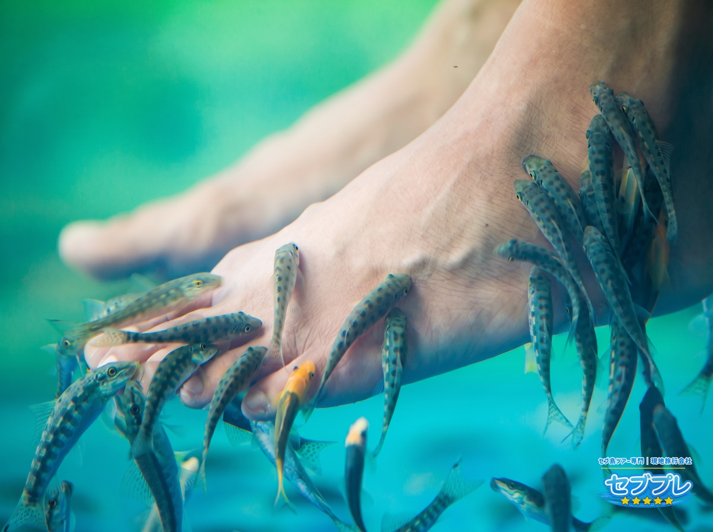ツマログ滝の水辺で足を入れ、ドクターフィッシュに足の角質を任せている様子