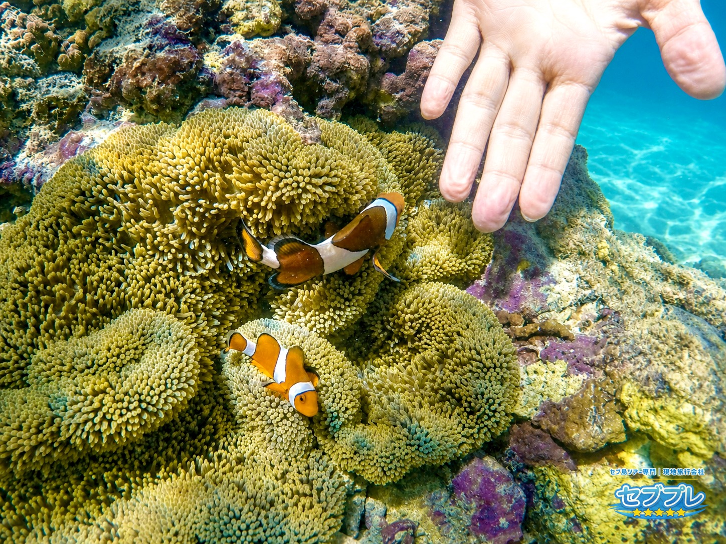 スミロン島の保護区でサンゴとカクレクマノミを見るシュノーケリング
