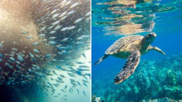 [Moalboal, Cebu] Сельский городок Себу, где можно поплавать с морскими черепахами и большими школами сардин