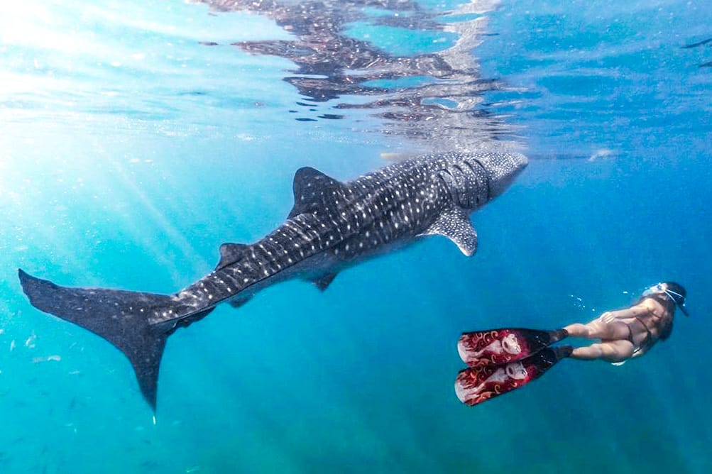 Китовые акулы и ваш день в Себу, Филиппины.