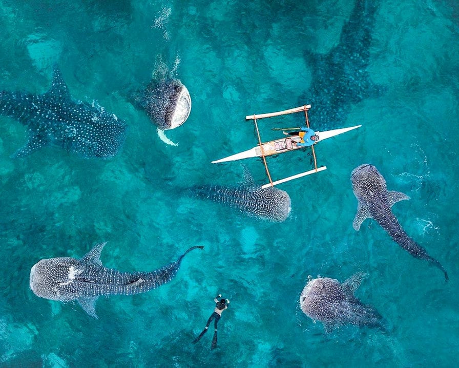 Китовые акулы и ваш день в Себу, Филиппины.