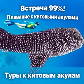 Встреча в 99% случаев: плавание с китовыми акулами