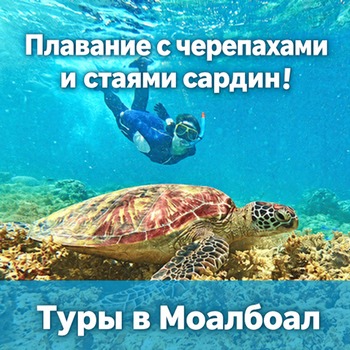 Плавание с морскими черепахами и стаями сардин