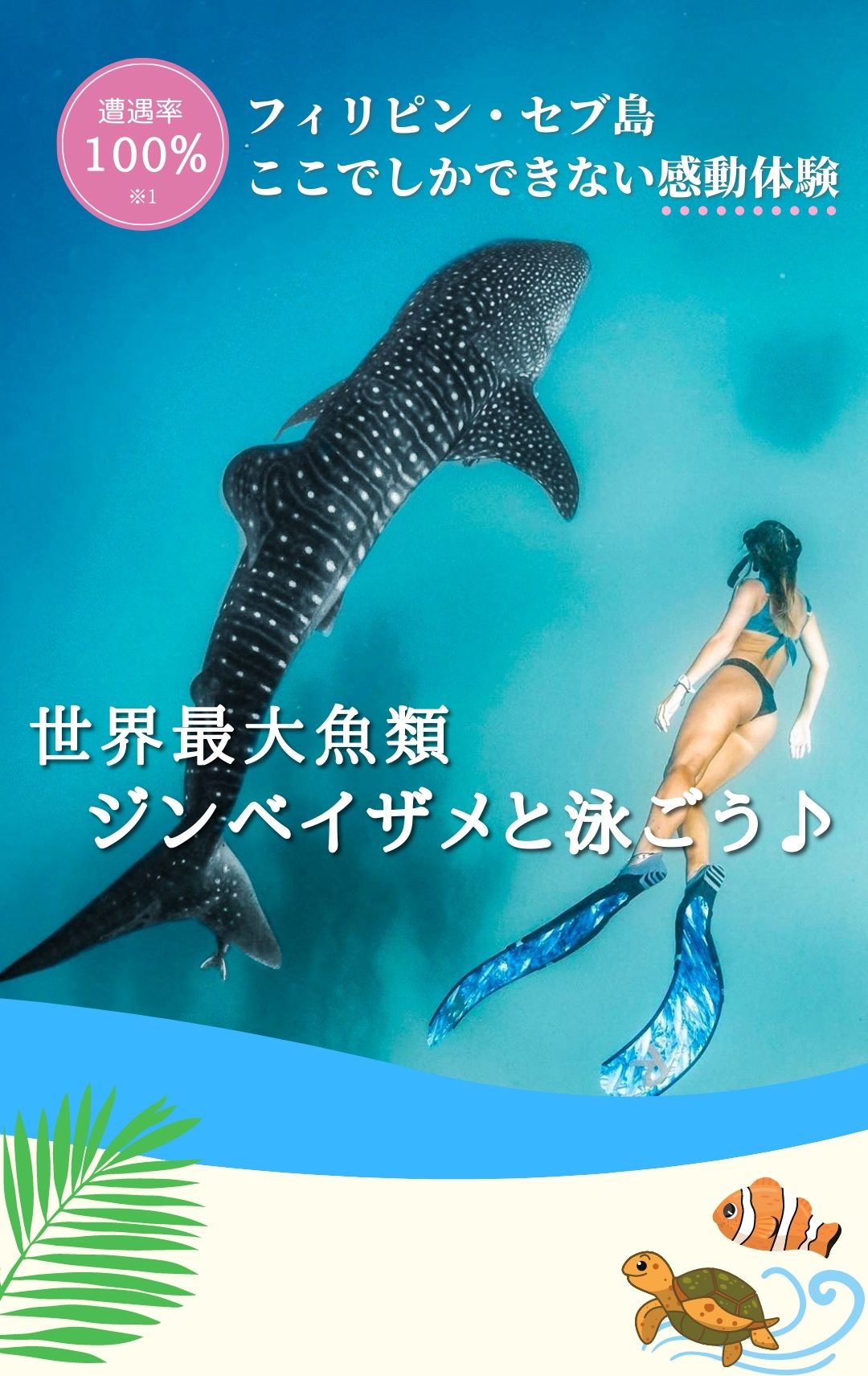 セブ島ジンベイザメツアーの最安値|格安でも贅沢【日本語ガイド・無料送迎付】