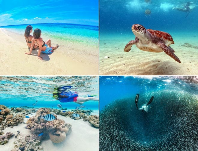 ウミガメと泳ぐ