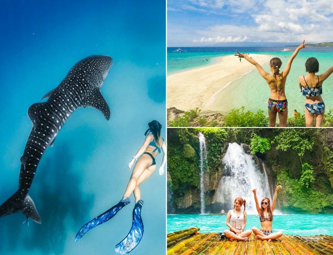 ジンベイザメと泳ぐ