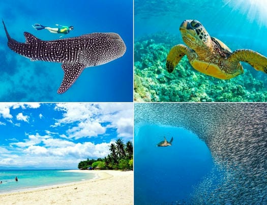 ジンベイザメ・ウミガメと泳ぐ ＋モアルボアル＆ホワイトビーチ