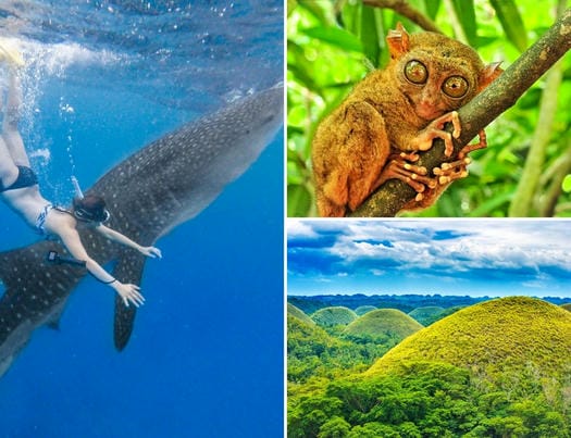 ジンベイザメ＋ボホール島ツアー ジップライン＆バギー