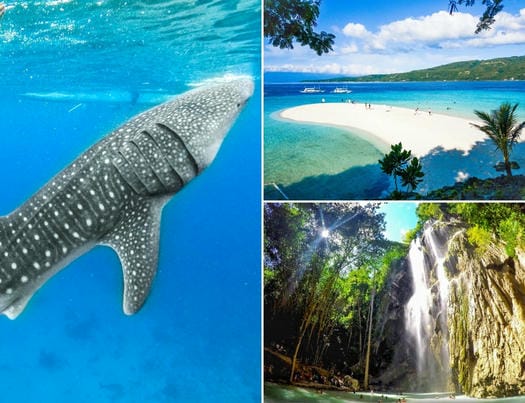 ジンベイザメと泳ぐ ＋スミロン島&ツマログ滝ツアー