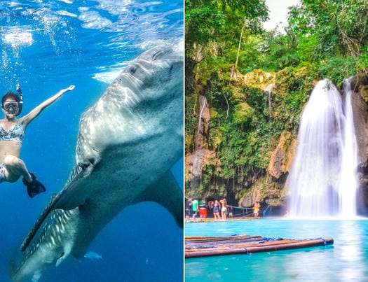 ジンベイザメと泳ぐ ＋カワサン滝ツアー