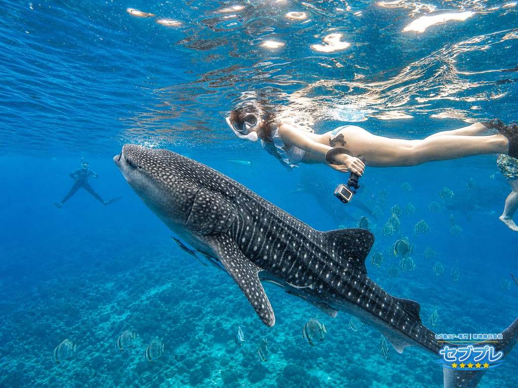 セブ島オスロブでジンベイザメと泳ぐシュノーケリング体験