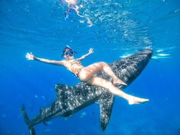 セブ島観光人気No1：ジンベイザメと泳ごう